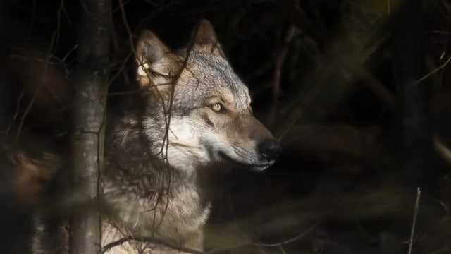 Graubünden darf jetzt 19 Wolfswelpen erlegen