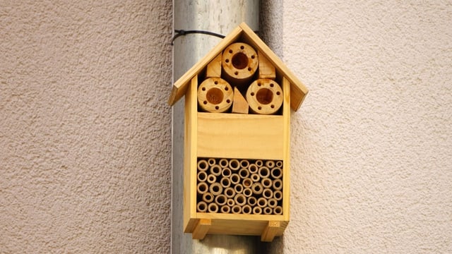 Wildbienenhotels: Warum sie kaum zum Naturschutz beitragen