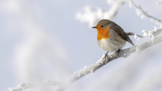 Diese Vogelarten besuchen unsere Gärten im Winter