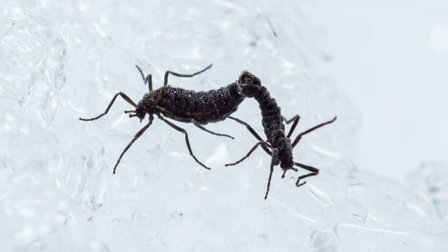 Antarktische Mücke: Wie ein Insekt bei eisiger Kälte überlebt