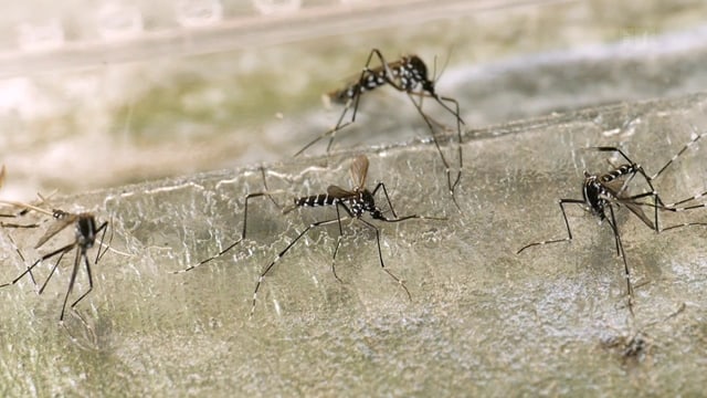 Tigermücke auf dem Vormarsch