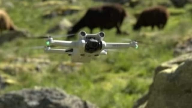Wie Hightech 34 verlorene Rinder rettet