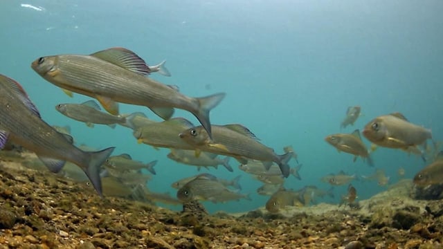 Schädliche PFAS-Chemikalien in frisch gefangenem Fisch