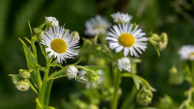 Schöne Blüte sorgt für rote Köpfe