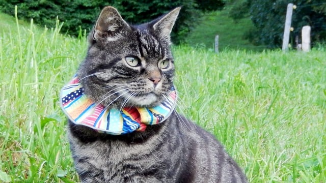 Ein buntes Katzenhalsband schützt Vögel