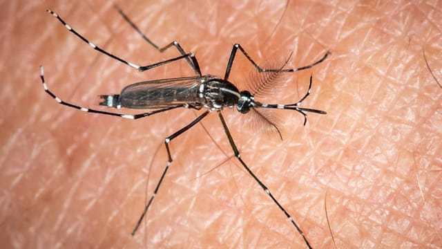Mückenschutzsprays – Schlecht bis schädlich für die Haut