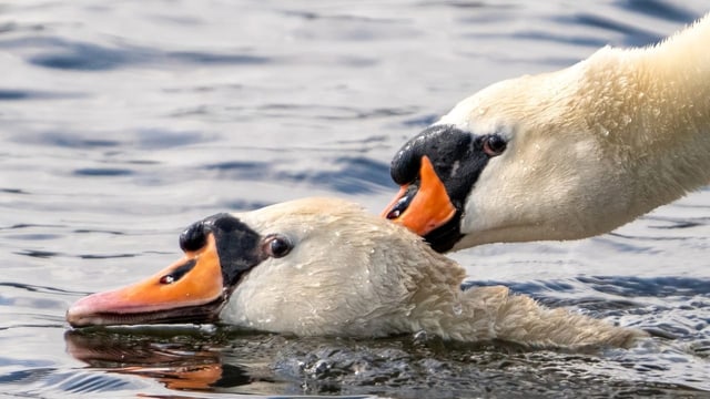 Vogelgrippe: Auch Basel-Stadt und Aargau müssen jetzt handeln