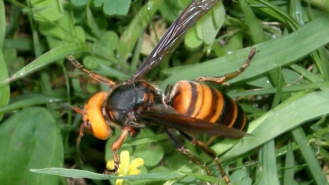 Asiatische Hornisse auf dem Vormarsch: Mehrere im Aargau gefunden