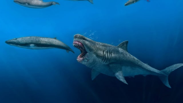 Megalodon-Hai: Ein paar Happen und der Wal war weg