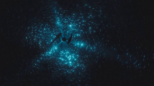 «Midnight Zone»: Diese Ausstellung geht in die Tiefe