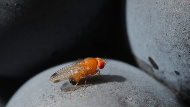 Mit einer Wespe gegen die invasive Kirschessigfliege