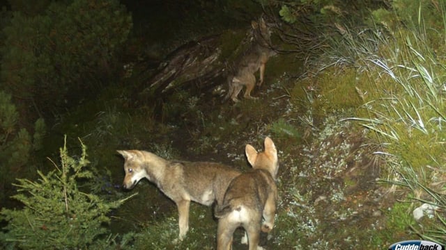Petition gegen Abschüsse von Wolfswelpen sorgt für Aufsehen