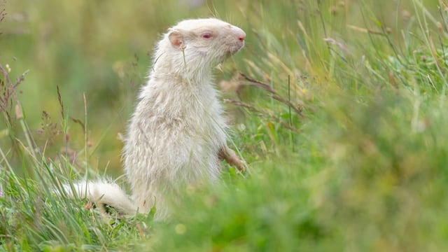 Seltenes Junges: Albino-Murmeli in Grindelwald entdeckt