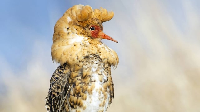 Dieser Vogel kommt in dreierlei Gestalt