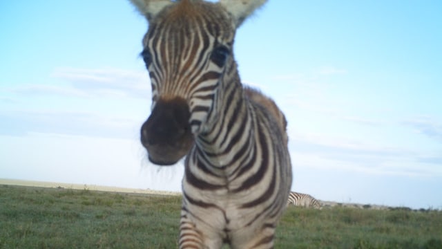 Selfies aus der Serengeti