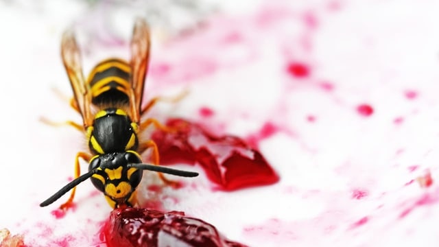 Wespen sind mehr als nur nervig – wie gut kennen Sie sich aus?
