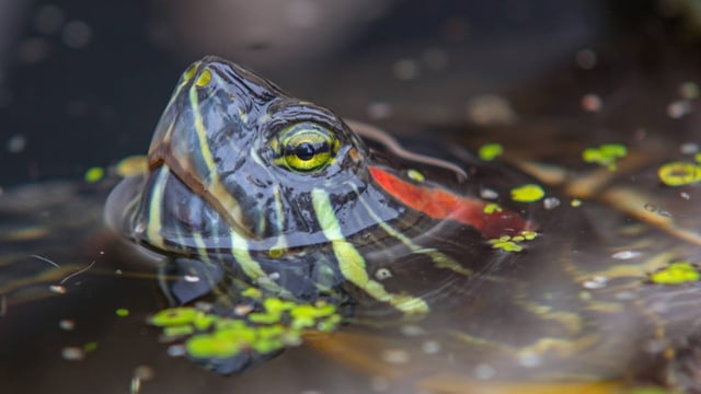 Rotwangen-Schmuckschildkröten fressen ganze Weiher leer