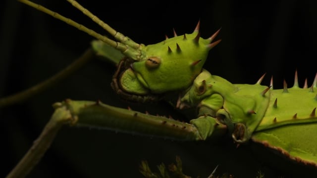 Mit Krabbeltieren im selben Raum wandeln