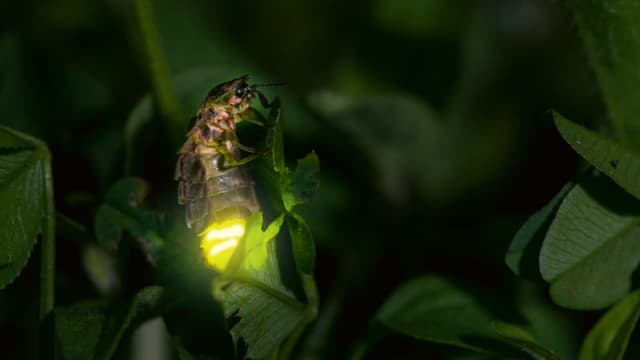 Das Glühwürmchen soll die Lage der Insekten in den Fokus rücken