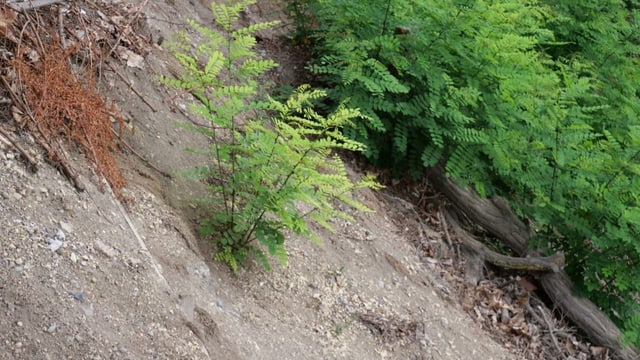 Ewiger Kampf gegen invasive Neophyten – Zweifel werden laut