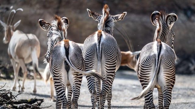 Wo tierische Nachbarschaft funktioniert – und wo nicht