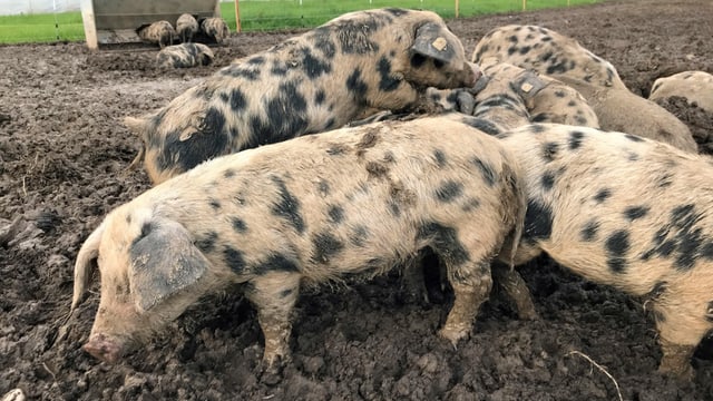 Wollschweine sollen dem Erdmandelgras den Garaus machen