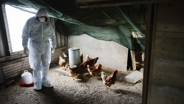 Eine Impfung gegen die Vogelgrippe