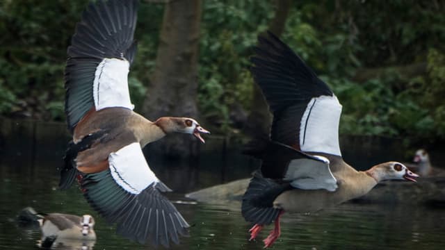 Kanton Luzern will Nil- und Rostgänsen den Garaus machen