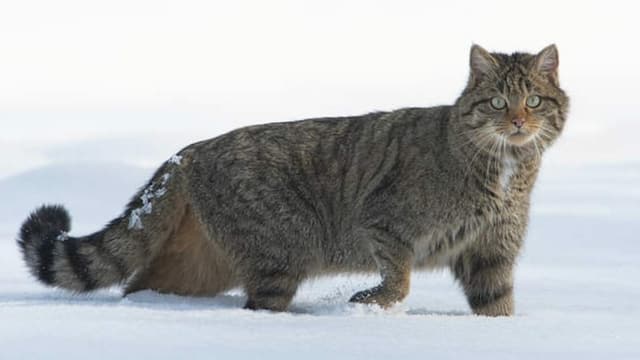 Europäische Wildkatze zum Tier des Jahres gekürt