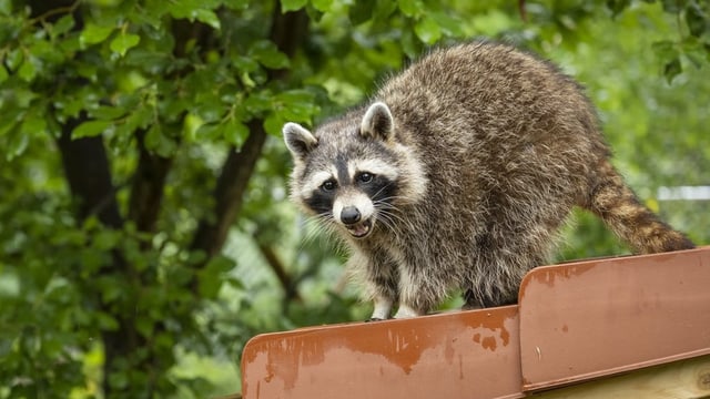 Herzig aber invasiv: Waschbär in der Nordwestschweiz angekommen