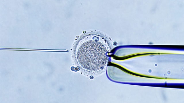 Acht gesunde Babys mit Genen von drei Eltern geboren