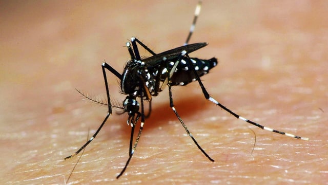 Chikungunya breitet sich aus: erster lokaler Fall bei Strassburg