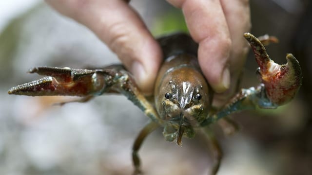 Der Signalkrebs krallt sich die Schweizer Gewässer