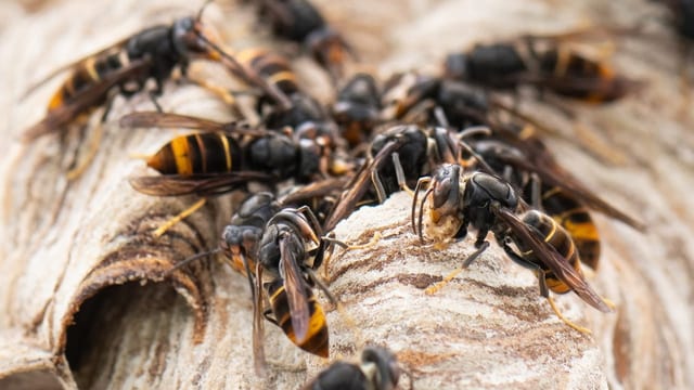 Asiatische Hornisse gefährdet Bienen und Natur in der Schweiz