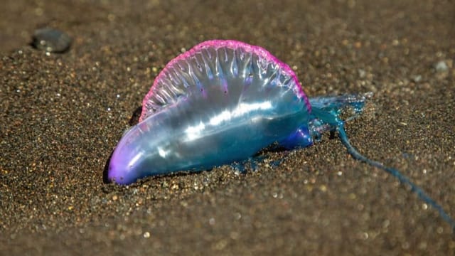 «Glibbertiere» auf dem Vormarsch? Das steckt dahinter