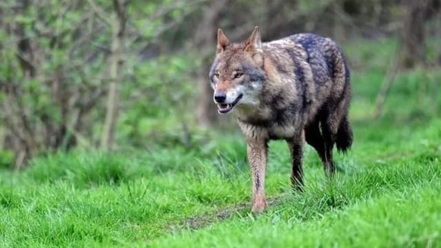 Leben mit dem Wolf: Wie viel Wahrheit steckt hinter den Mythen