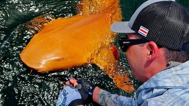Angler fangen einzigartigen orangen Haifisch