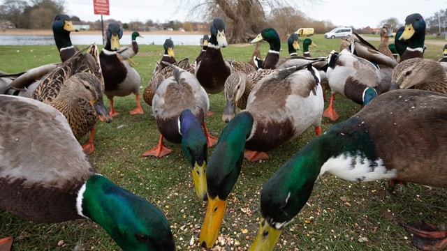 Wie gefährlich ist die Vogelgrippe aktuell?