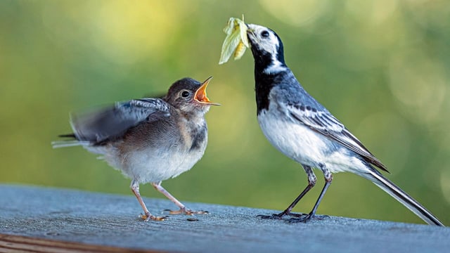 «Schweizer Vögel essen künftig Chips statt Haferbrei»