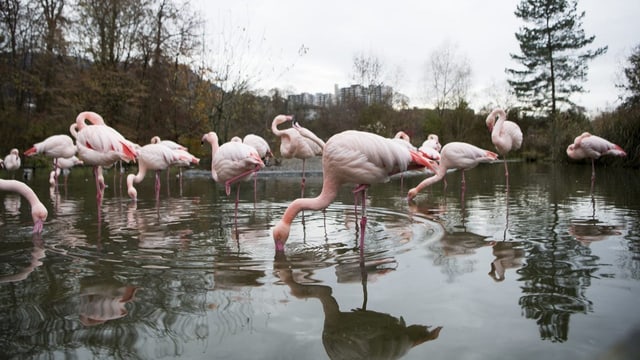 Impfung von Zoovögeln gegen Vogelgrippe scheint zu wirken