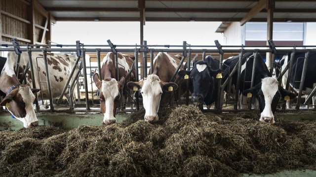 Mit tieferen Preisen den Zerfall des Milchpreises verhindern