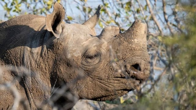 Mit der Kettensäge retten Artenschützer Nashörner in Südafrika