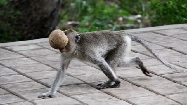 Sex, Drogen und Spiel – so vergnügen sich Tiere