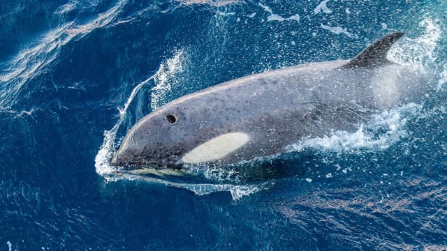 Glücksfall für Forschende: Orca frisst Forschungsobjekt