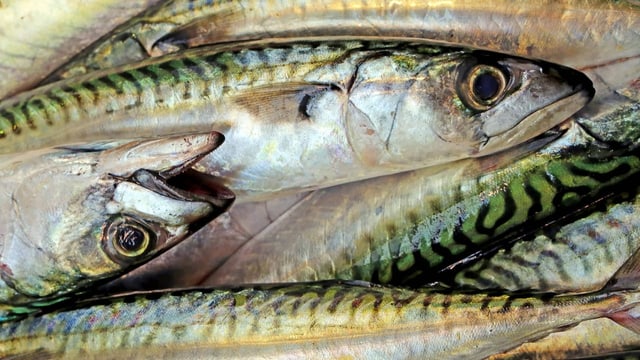 Drei Tipps für sinnvollen Fischkonsum