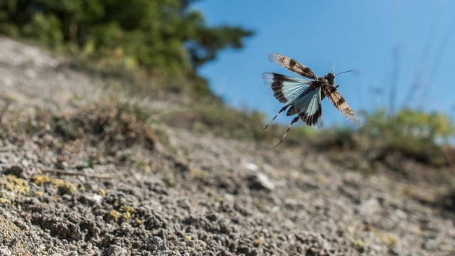 Blauflügelige Ödlandschrecke ist Tier des Jahres 2023