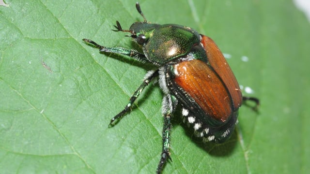 Japankäfer, Tigermücke und Asiatische Hornisse auf dem Vormarsch