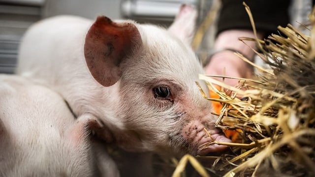 Künstler liess Ferkel fast verhungern – dann wurden sie geklaut