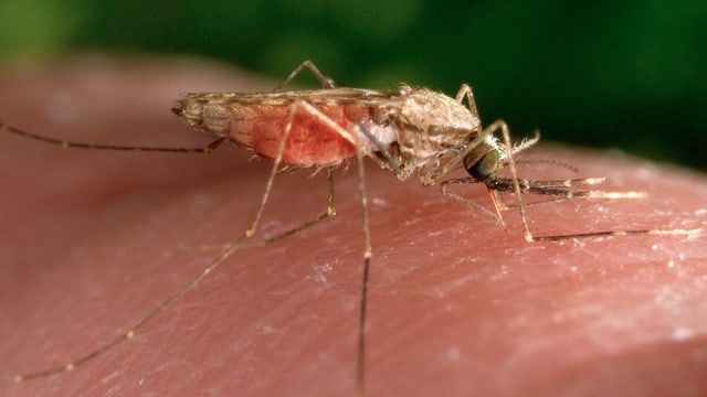 Neues Malaria-Medikament für Babies – das steckt dahinter