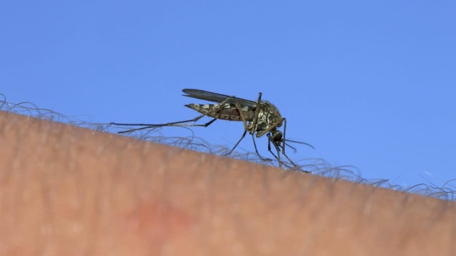 West-Nil-Virus: Wie gross ist das Risiko in der Schweiz?